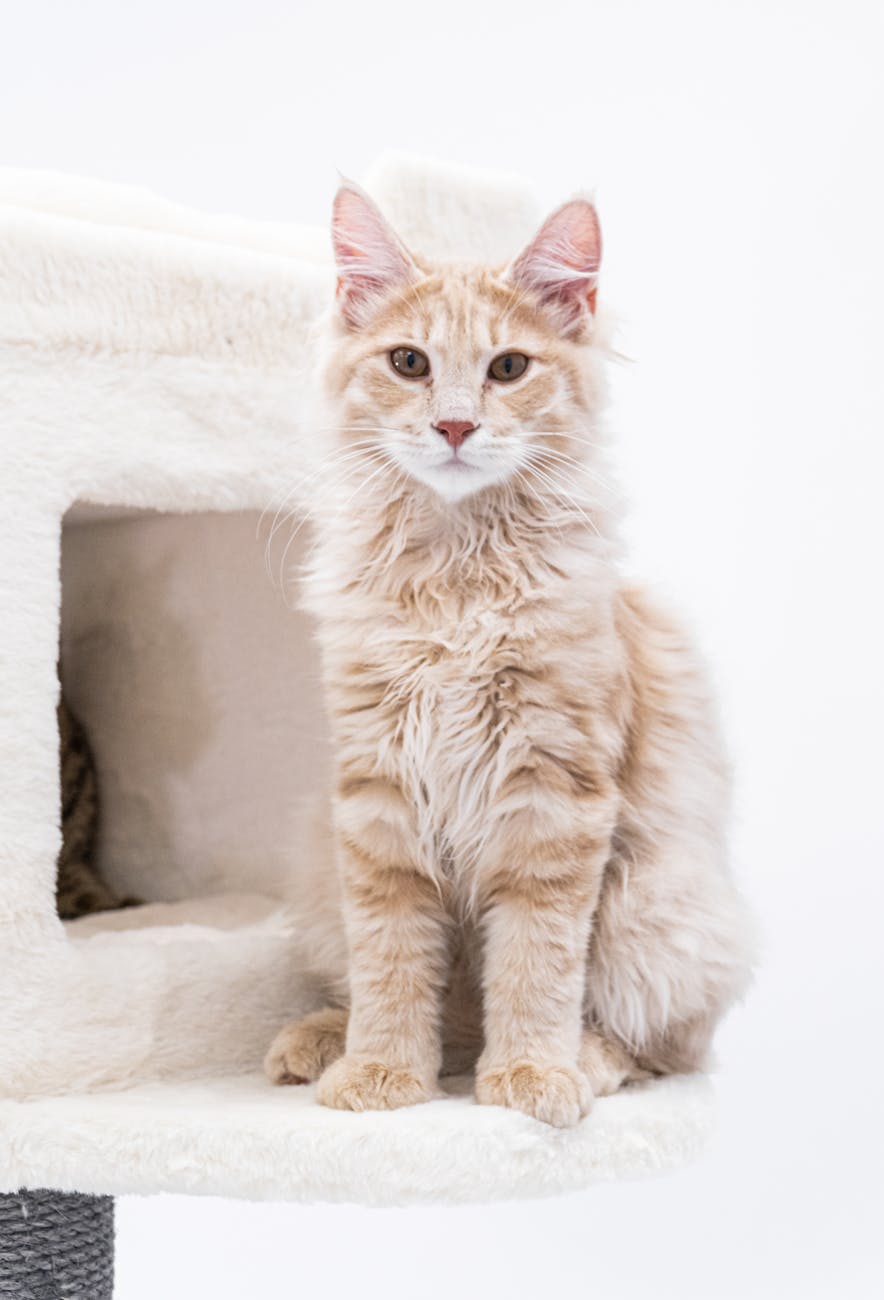 orange kurilian bobtail cat portrait